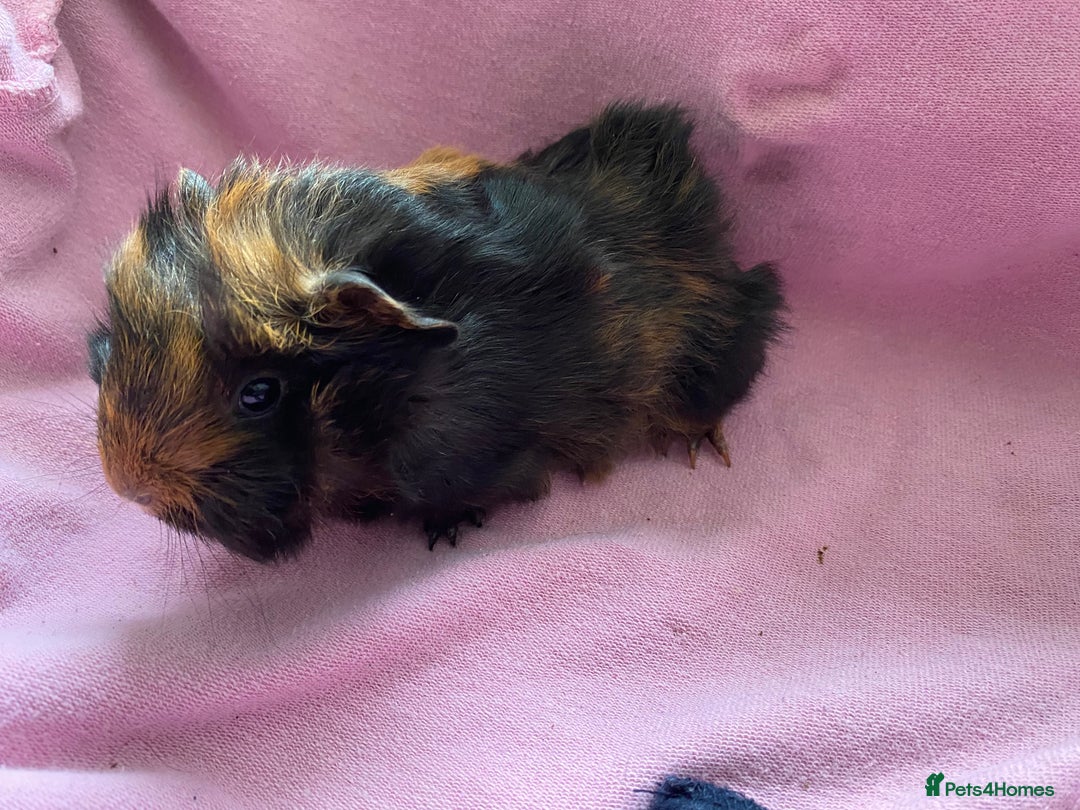 Guinea Pig rodents for sale: Gorgeous female guinea pigs  - Image 2