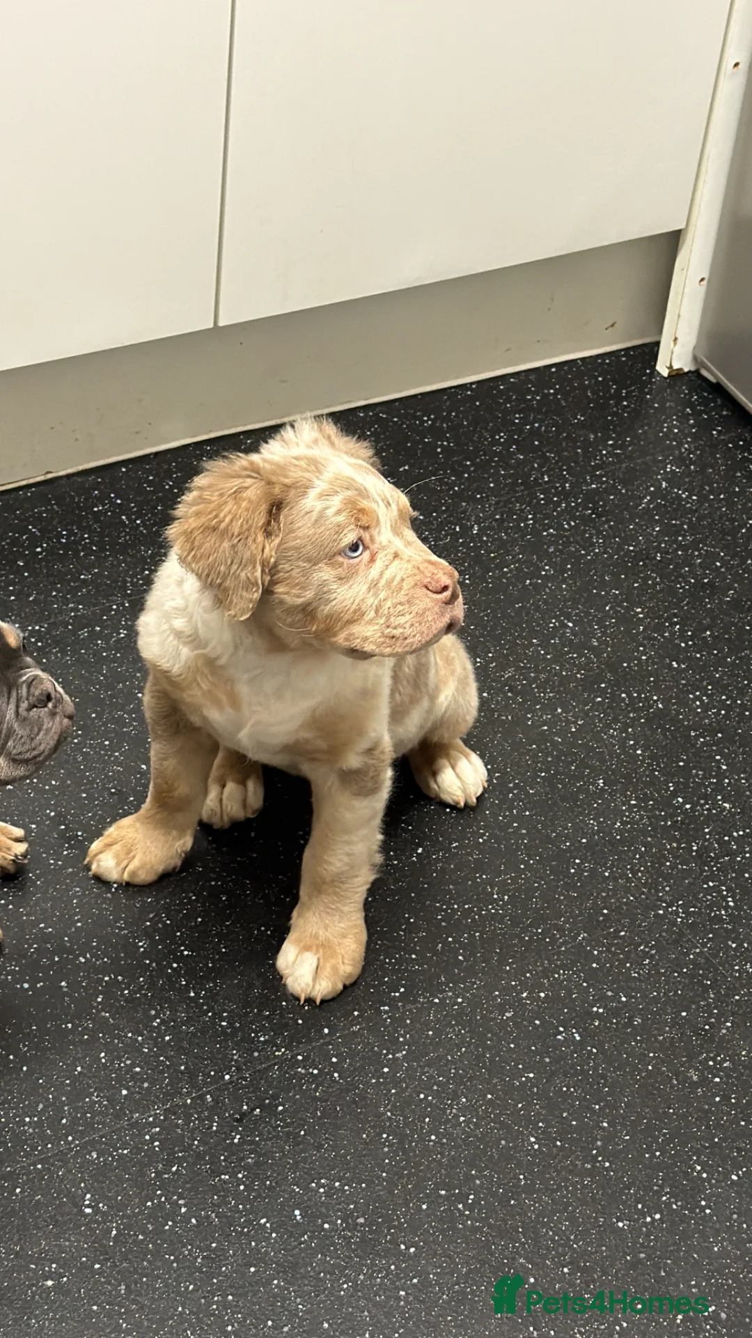 Olde English Bulldogge dogs for sale: Two olde English pups - Advert 9