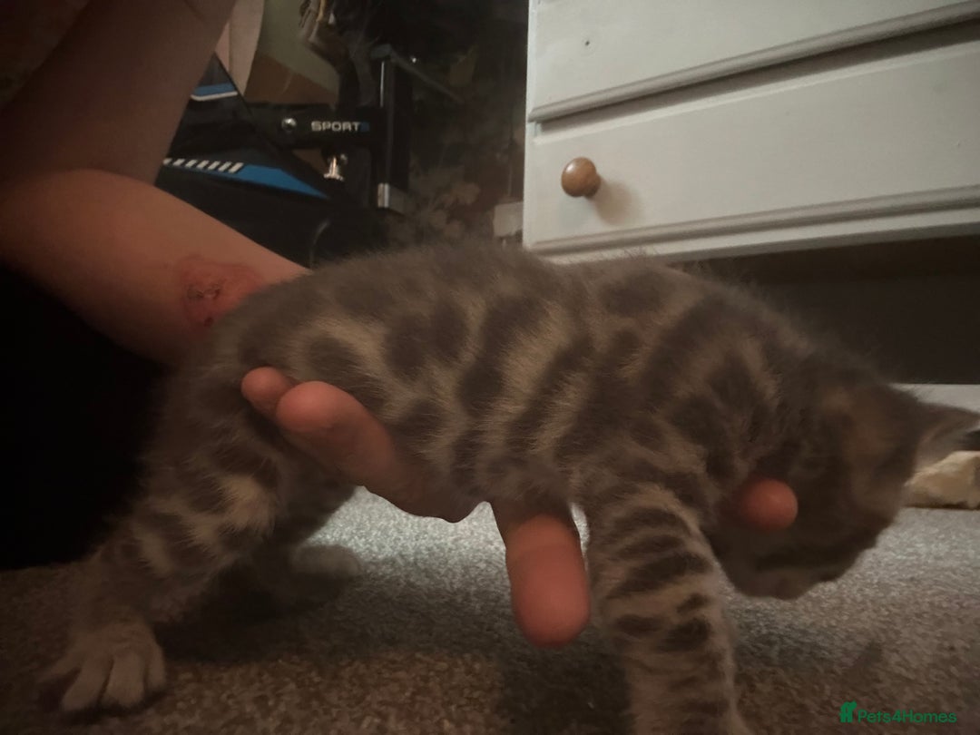 Bengal cats for sale: Pedigree bengal kittens  - Image 11
