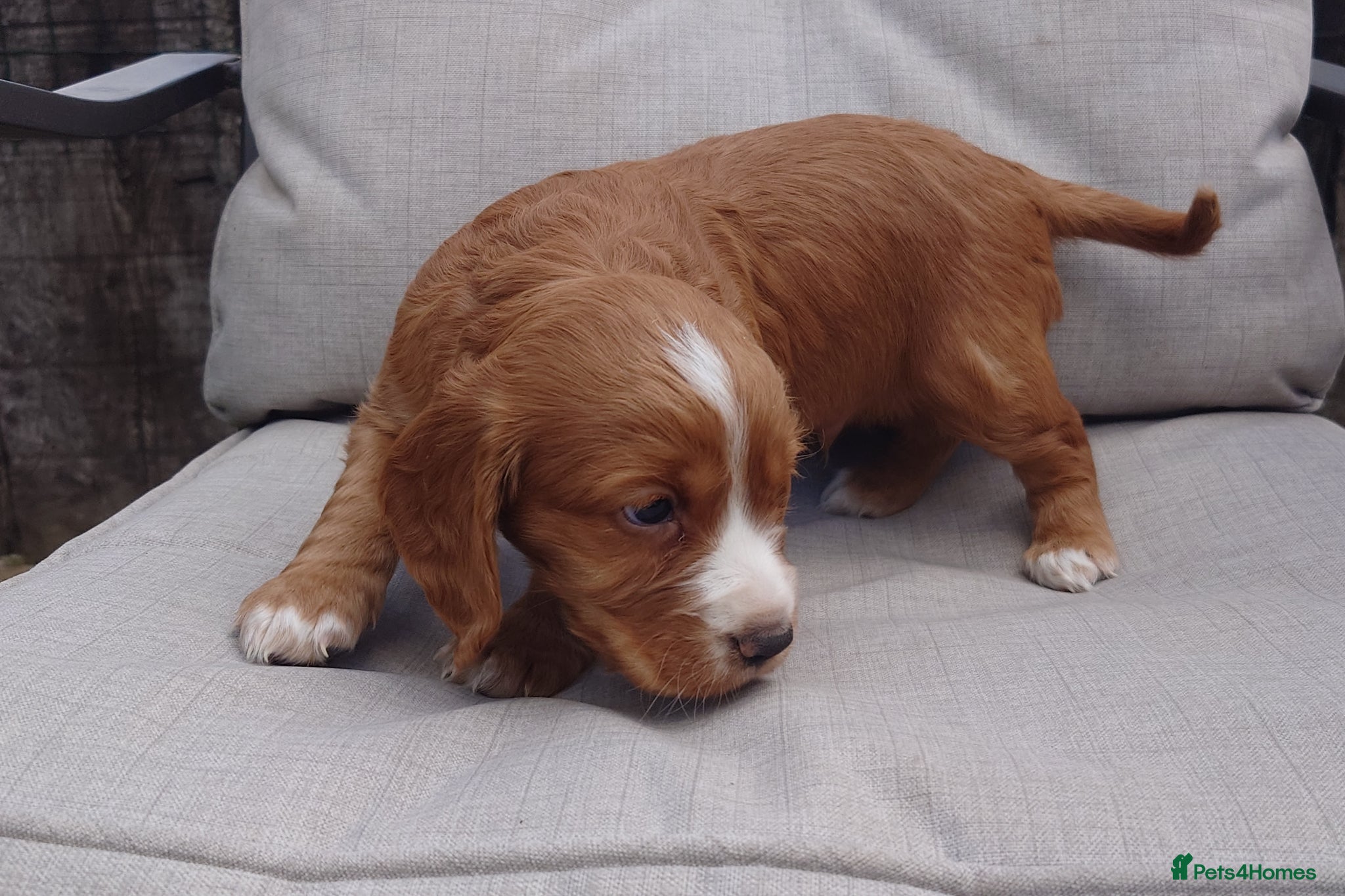 Cocker Spaniel dogs for sale: 1 beautiful black & white boy left kc registered  - Advert 39