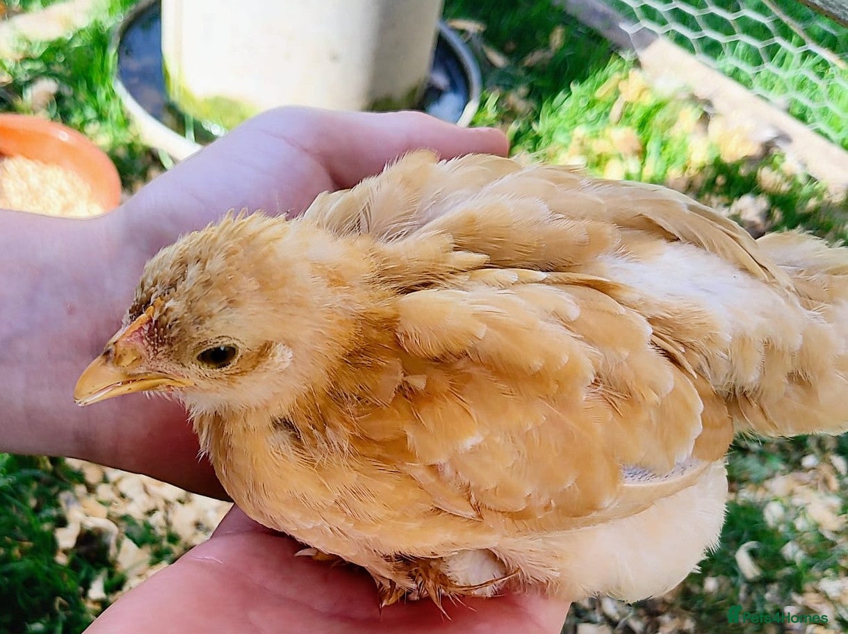 Chickens poultry 2 baby golden pekin bantams.£10 each - Advert 7