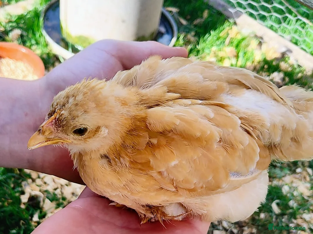 Chickens poultry for sale: 2 baby golden pekin bantams.£10 each in Kington - Advert 1
