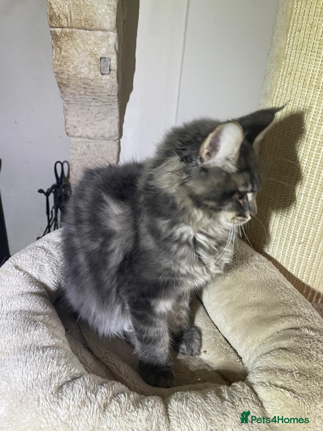 Maine Coon cats for sale: Stunning Maine Coon kittens - Advert 6
