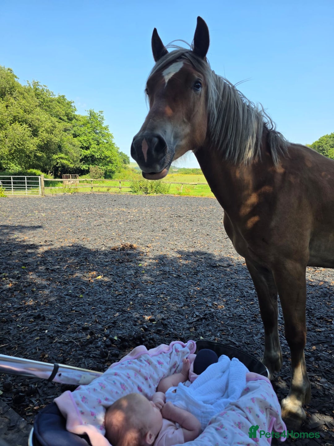 Welsh Section D horses for sale: 2 year old reg. welsh section D filly - Image 6
