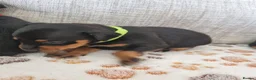 Miniature Pinscher dogs for sale: Three beautiful mini-pin pups  in Morecambe - Advert 6