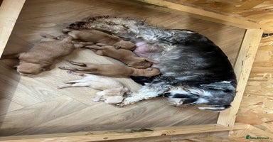 Mixed Breed dogs - Advert 3