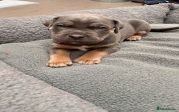 Cane Corso dogs for sale: CANE CORSO TOP QUALITY STRAJANO BLOODLINE FERMINTO - Advert 5