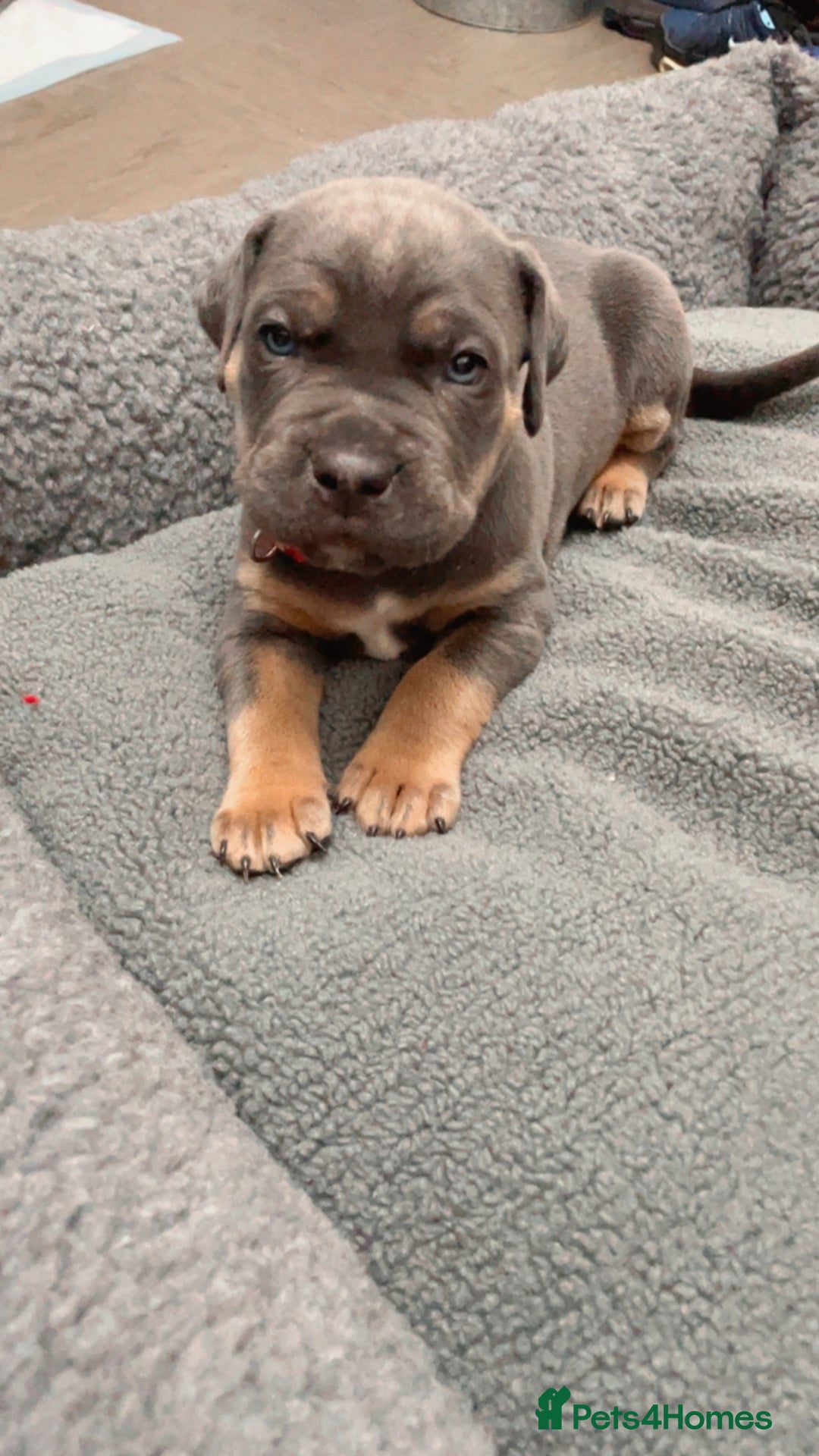 Cane Corso dogs for sale: CANE CORSO TOP QUALITY STRAJANO BLOODLINE FERMINTO - Advert 5