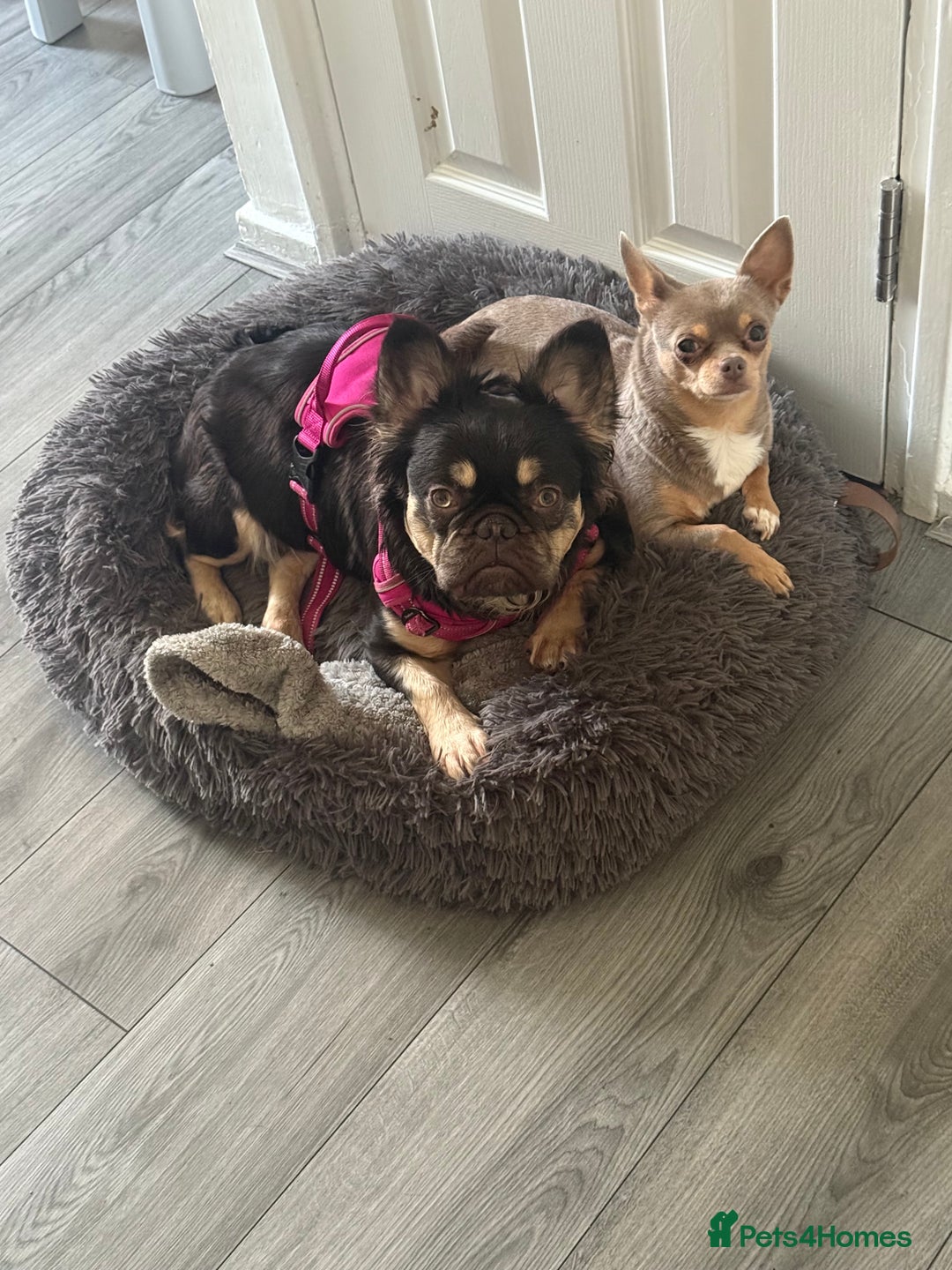 French Bulldog dogs for sale: My sweet fluffy French bulldog  - Image 5