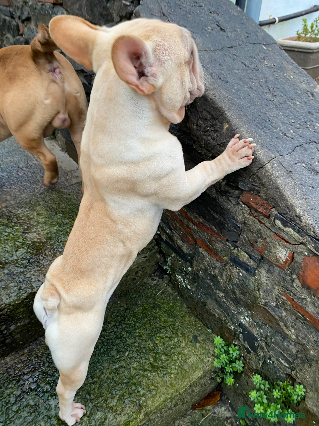 French Bulldog dogs for sale: Male Frenchie  - Advert 2