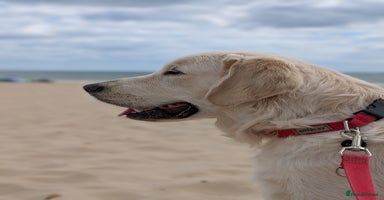 Golden Retriever dogs - Advert 15