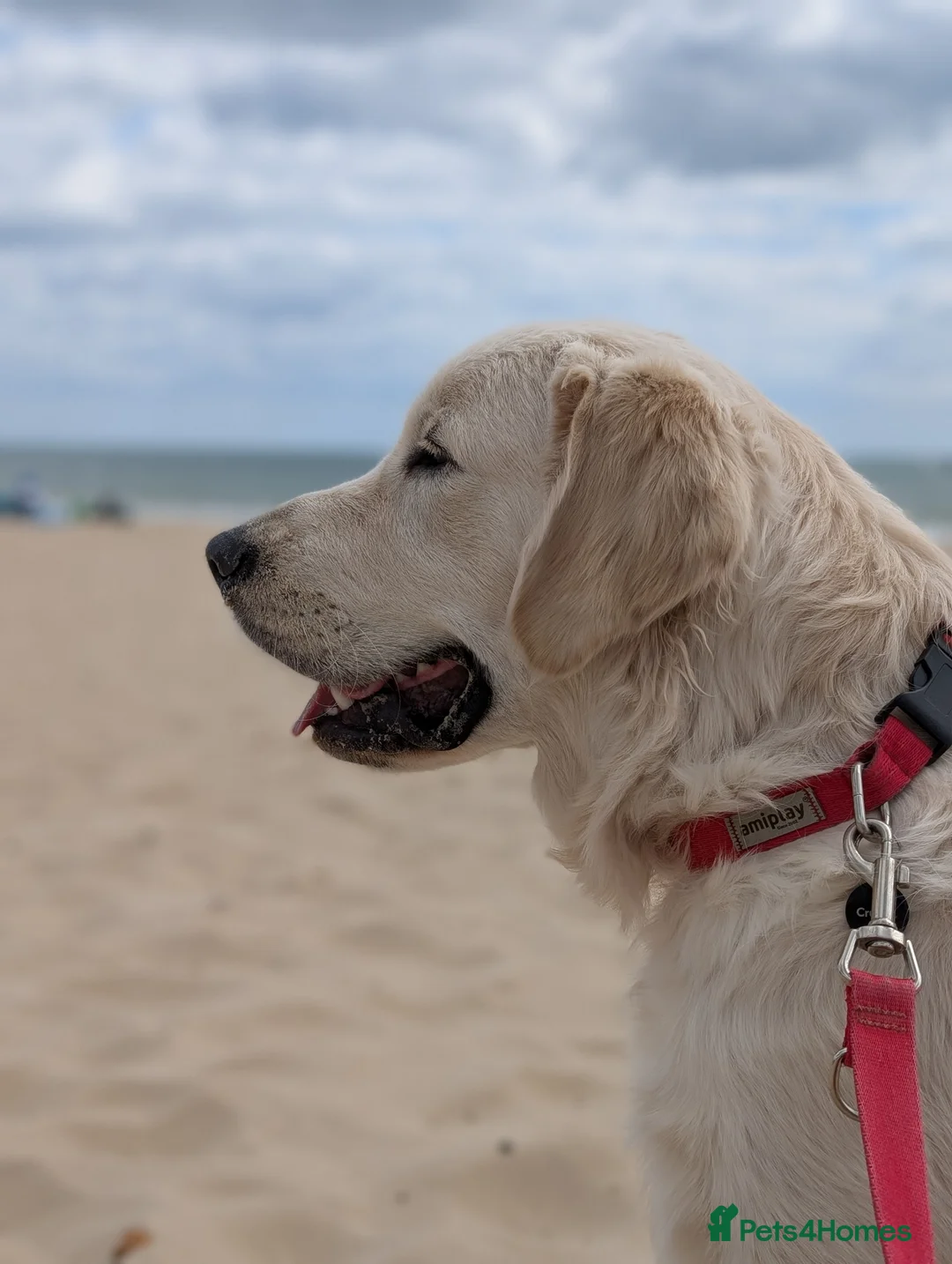 Golden Retriever dogs for stud: Golden Retriever Stud. KC Reg Champion Bloodline - Advert 5