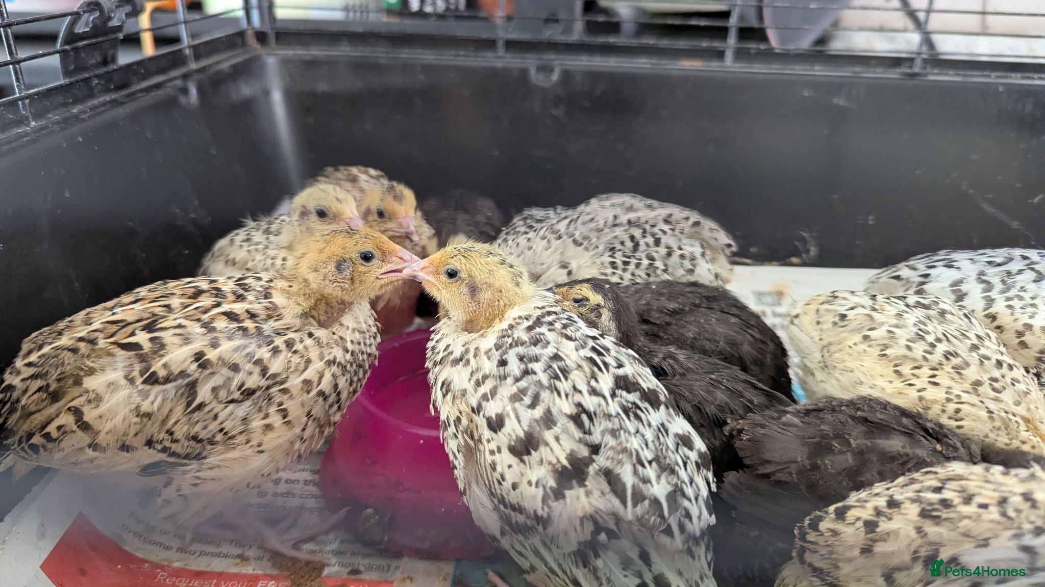 Quail poultry Quail chicks available  - Advert 11