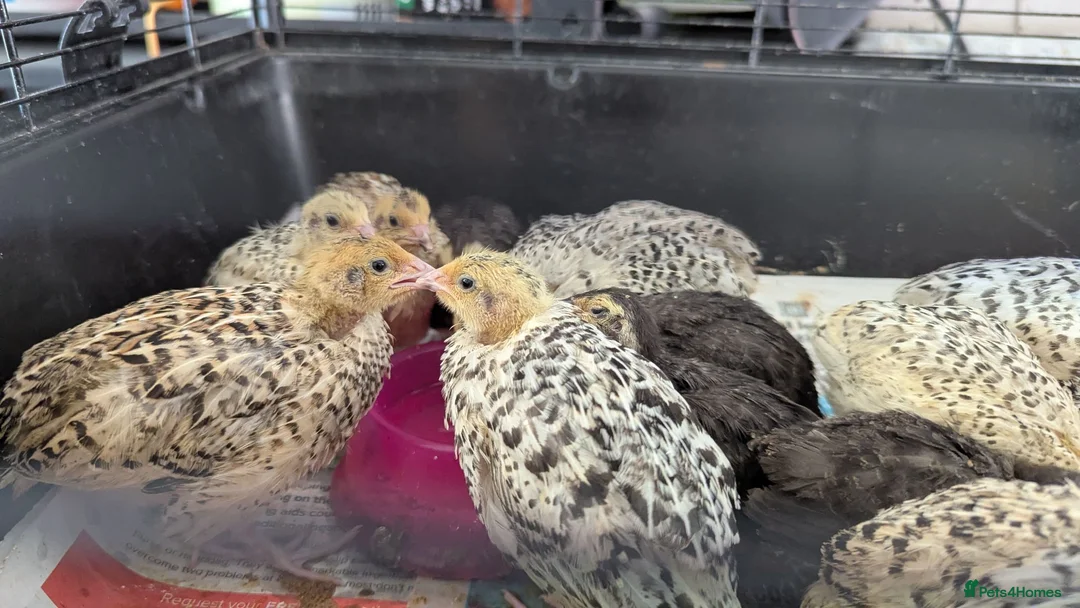 Quail poultry for sale: Quail chicks available  - Advert 1