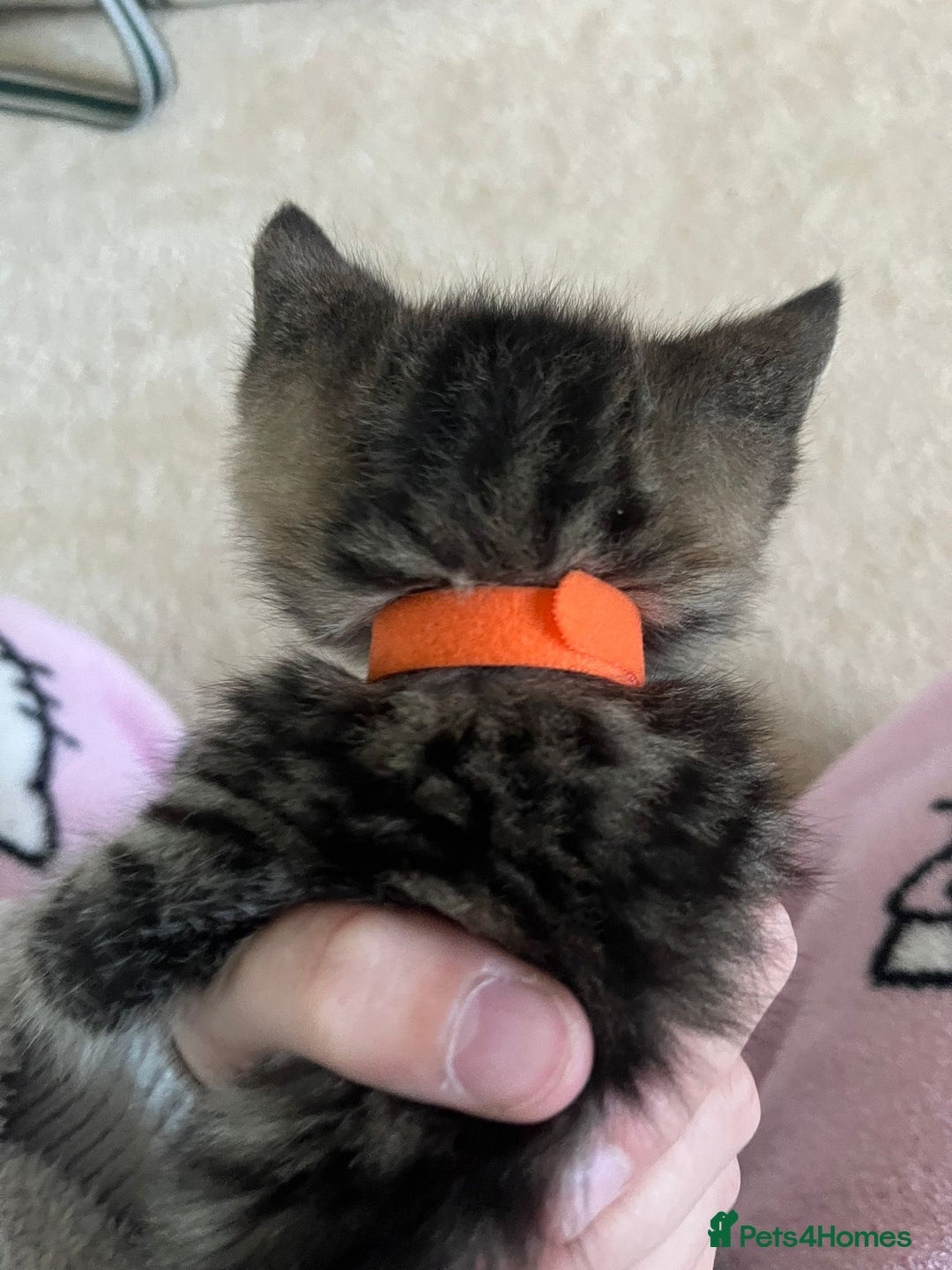 Ragdoll cats for sale: Ragdoll X Kittens - Image 3