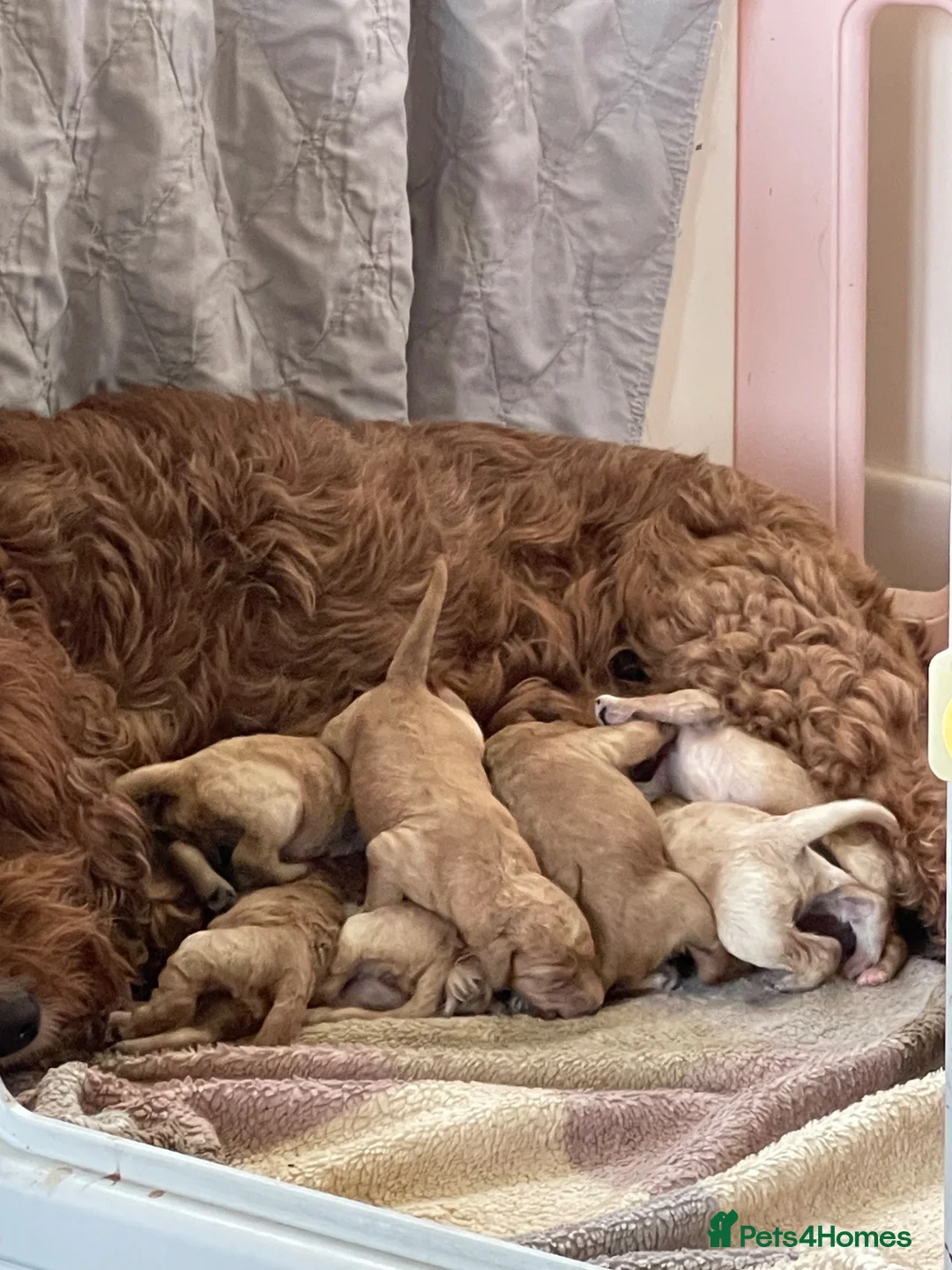 Irish Doodle dogs for sale: F1B Stunning Irish doodles - Advert 2