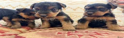 Welsh Terrier dogs for sale: Beautiful KC Registered Welsh Terrier Puppies  - Advert 16