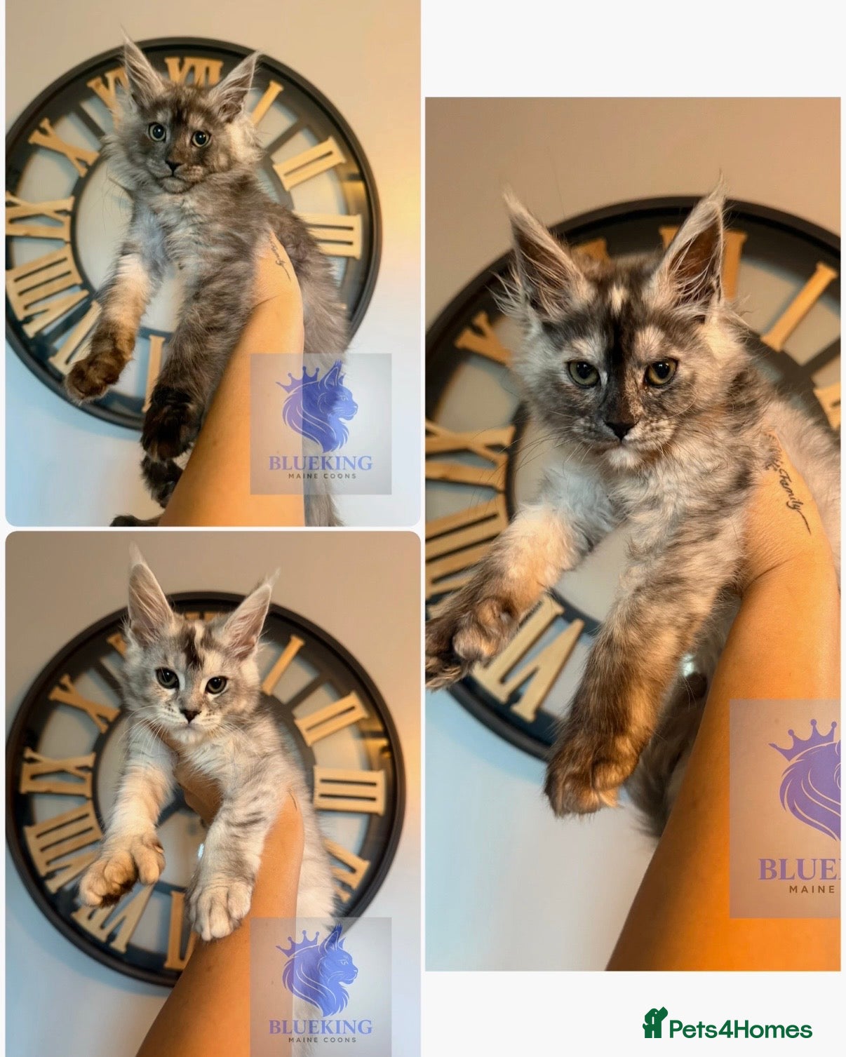 Maine Coon cats 👑 champion high silver poly Maine coon kittens 👑 - Advert 14