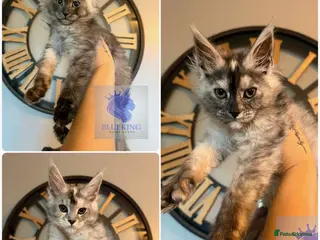 Maine Coon cats Last 3 REDUCED!! high silver Maine coon kittens - Advert 3