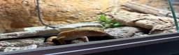 Leopard Gecko reptiles for sale: Male leopard gecko with viv in Tewkesbury - Advert 4