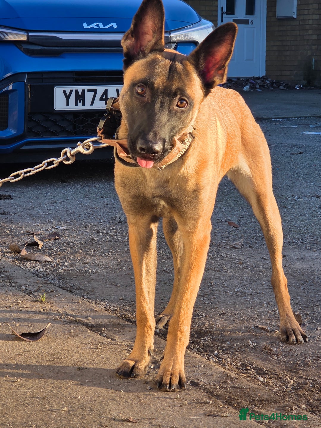 Belgian Shepherd Dog dogs for sale: 🔥 Meet Narla – Young, Driven & Ready to Work! 🔥 - Advert 5