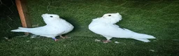 Pigeons birds for sale: Premium Breeding Pigeons Top Quality Pairs Availab - Advert 7