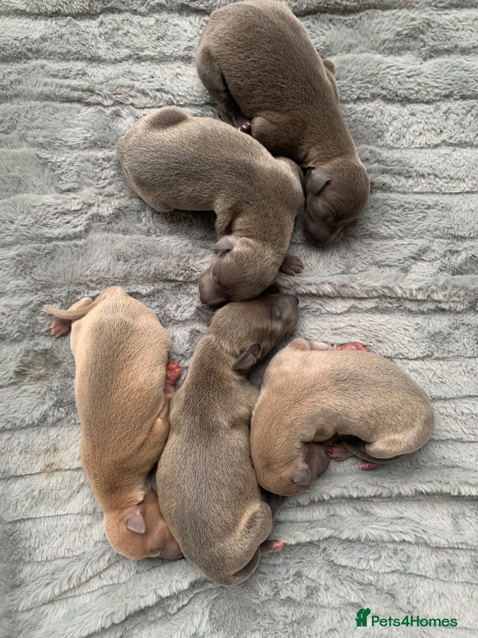 Italian Greyhound dogs Beautiful KC Registered Italian greyhounds - Advert 5
