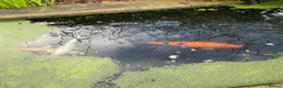 Koi Carp fish for sale: Five beautiful Koi Carp for sale in Caerphilly - Advert 3