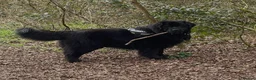 Newfoundland dogs for stud: Archer - KC Registered Stud Service in Bridgwater - Advert 4