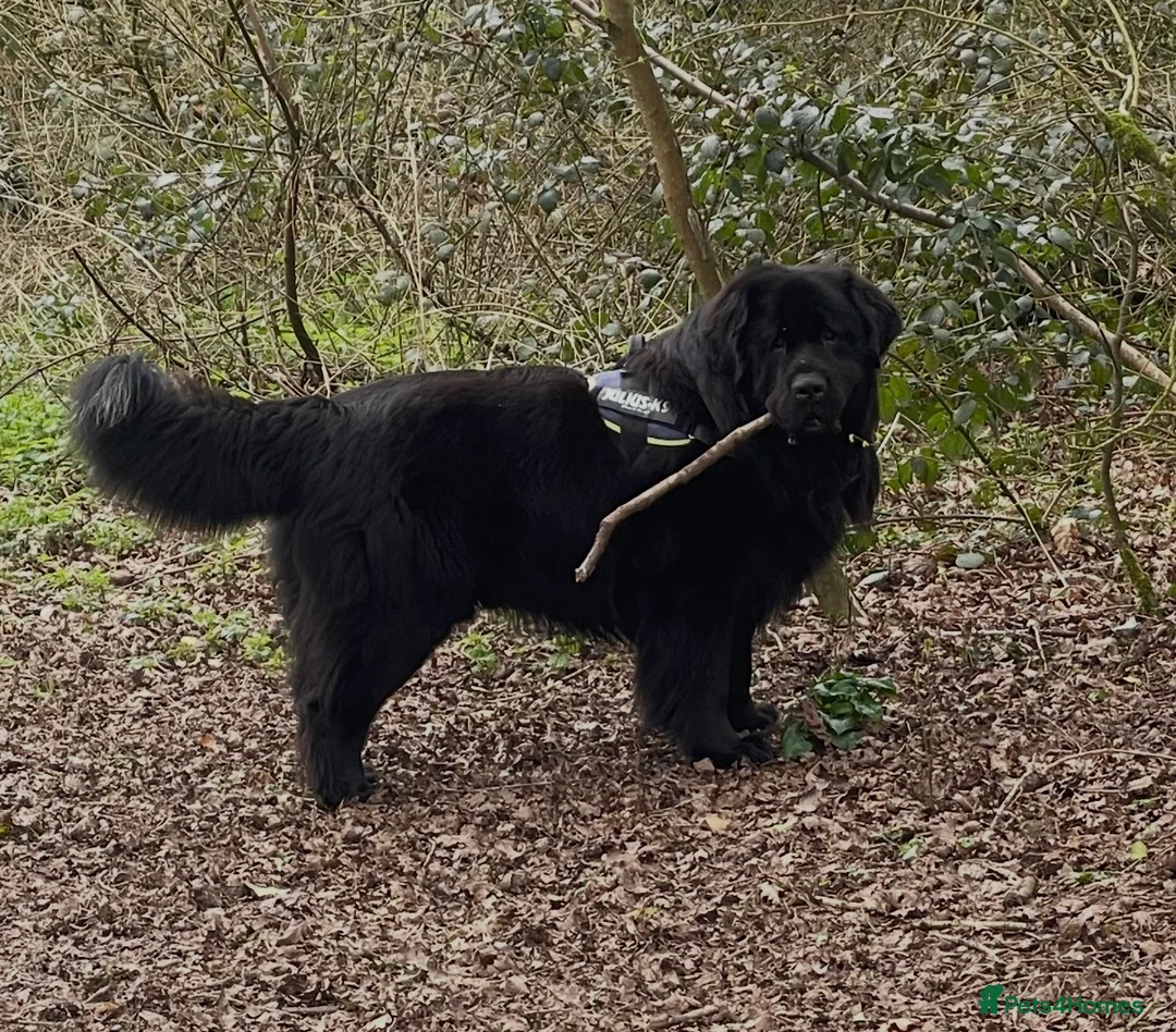 Newfoundland dogs for stud: Archer - KC Registered Stud Service in Bridgwater - Advert 4