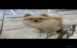 Pomeranian dogs for sale: TEACUP POMERANIANS🐶💫 - Image 2
