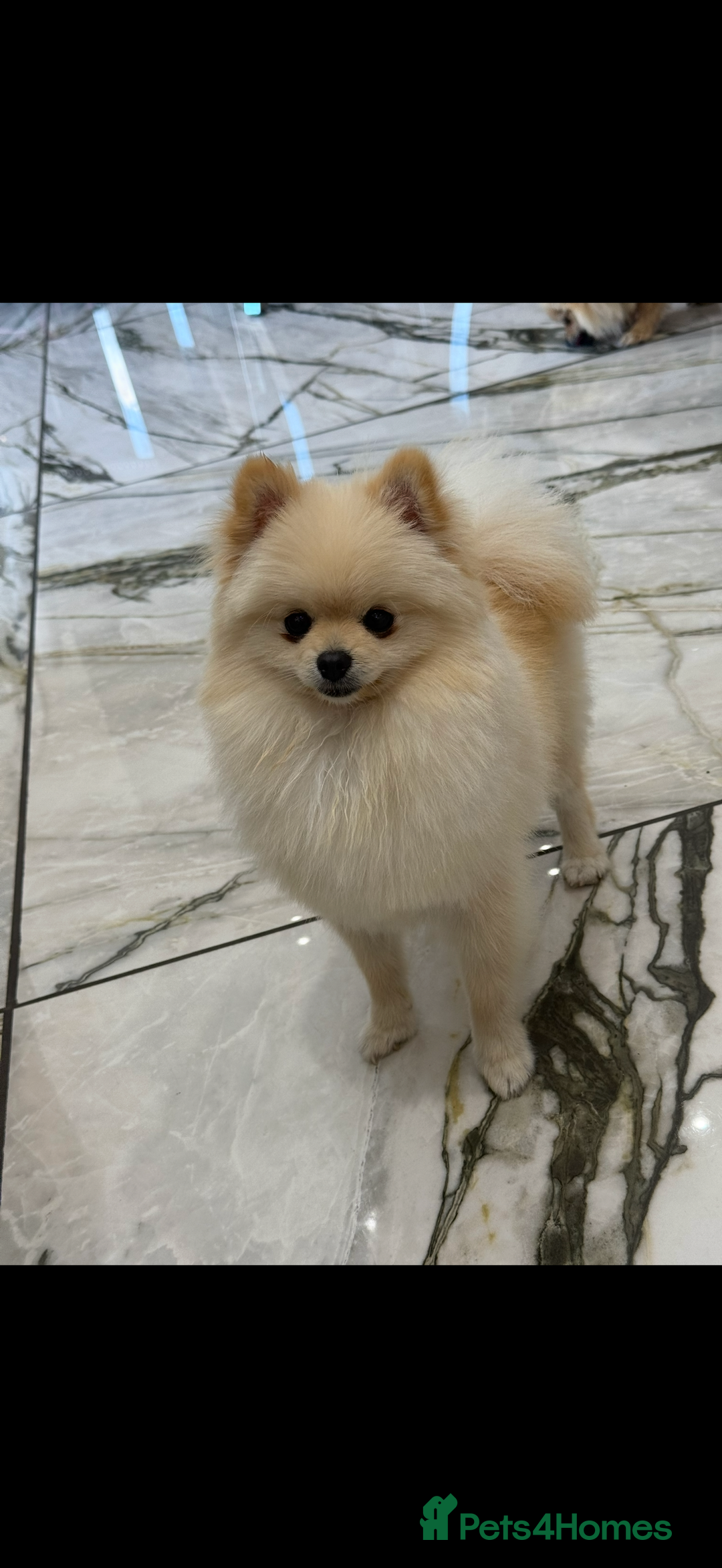 Pomeranian dogs for sale: TEACUP POMERANIANS🐶💫 - Image 2