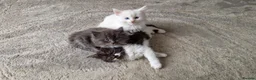 Turkish Angora cats for sale: Adorable fluffy kittens for sale - Advert 9