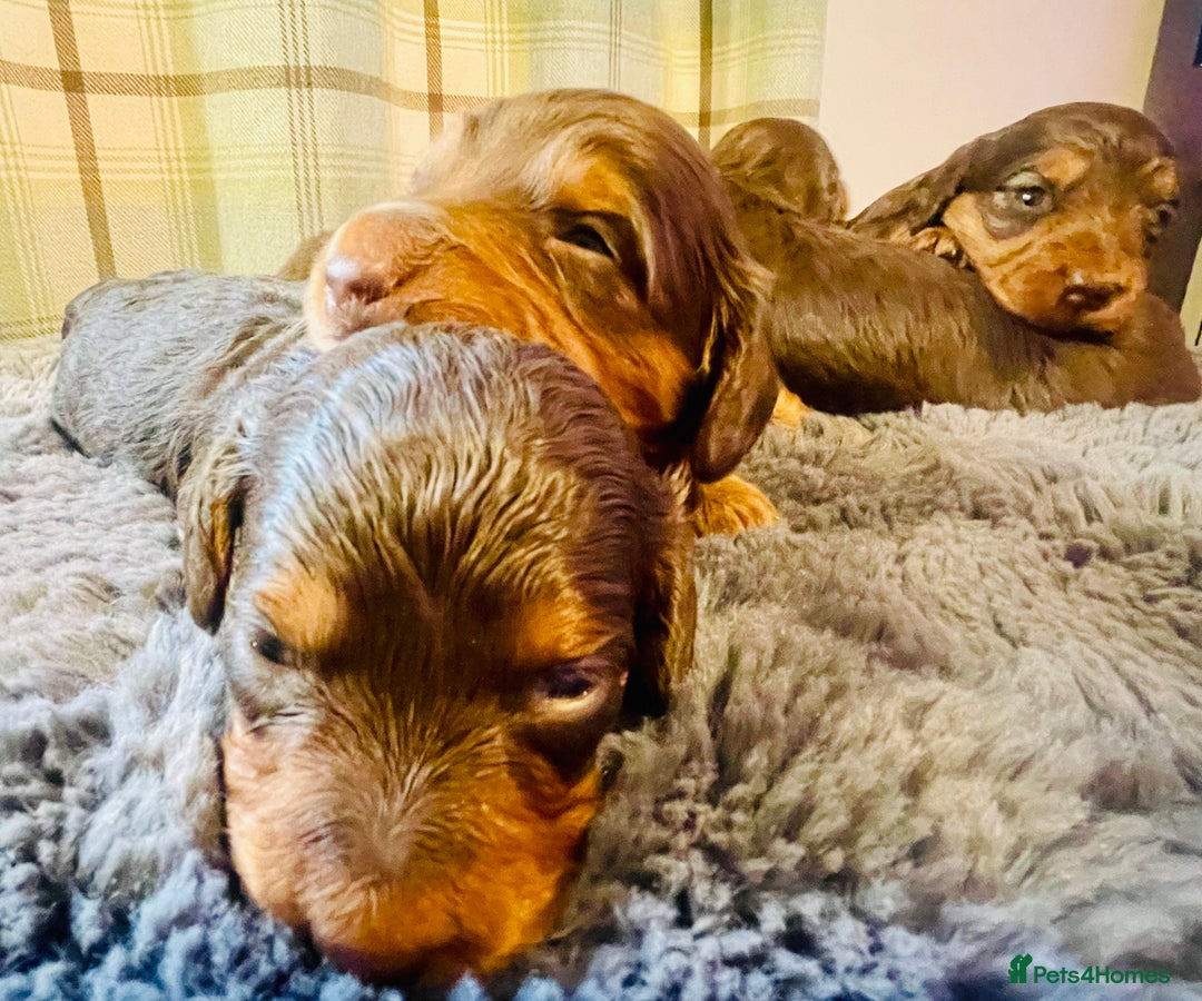 Miniature Dachshund dogs for sale: Gorgeous Long Haired KC Miniature Dachshunds - Image 6