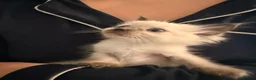 Ragdoll cats for sale: Beautiful ragdoll babies ❤️ - Advert 13