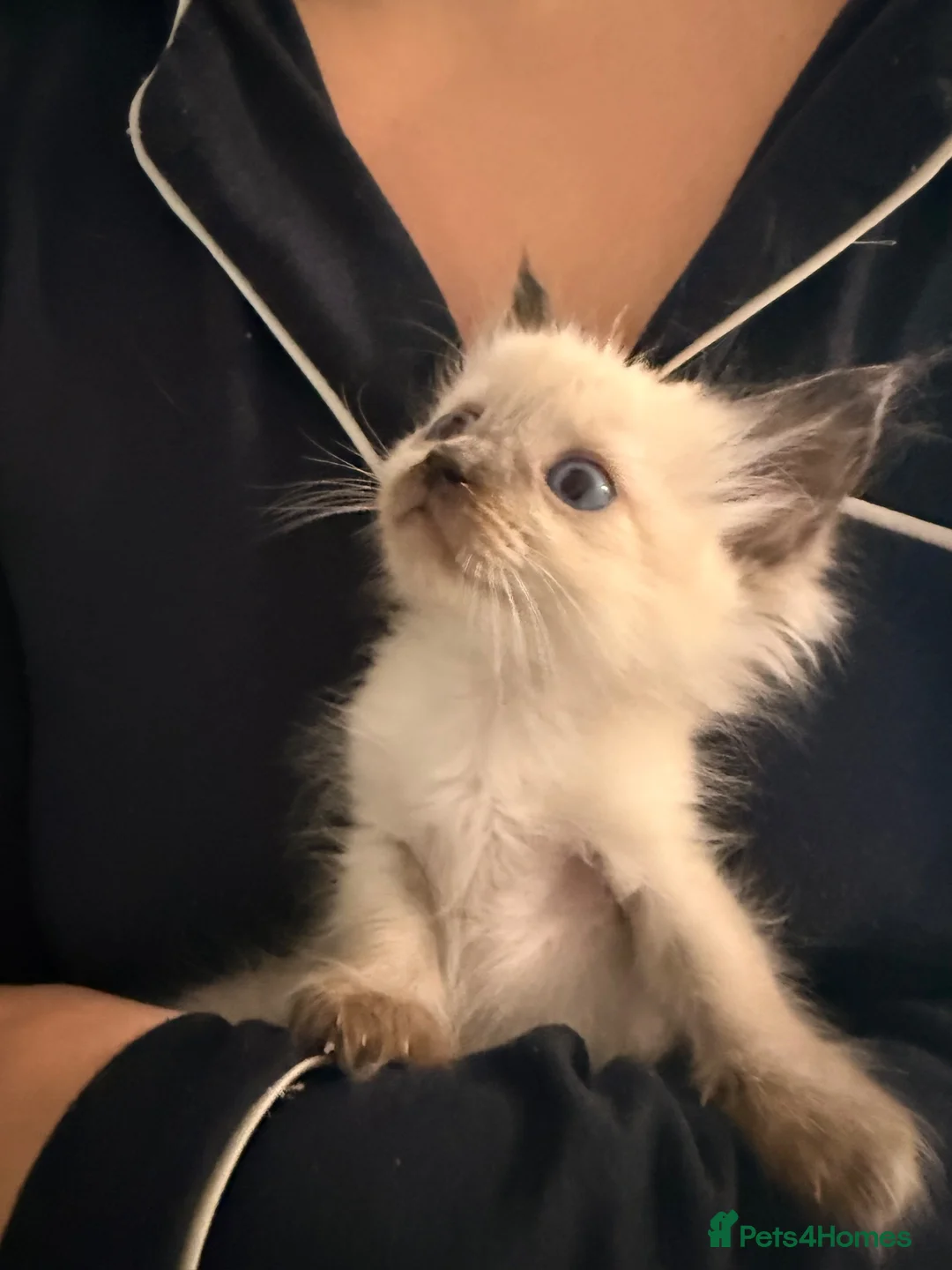 Ragdoll cats for sale: Beautiful ragdoll babies ❤️ - Advert 13