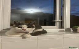 British Shorthair cats for sale: 5 month old BSH Sale - Image 3