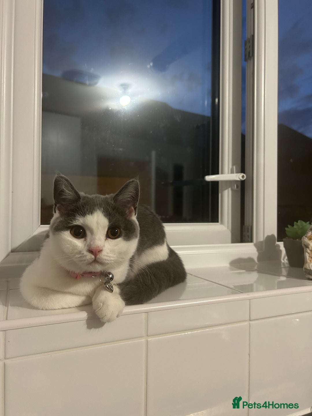 British Shorthair cats for sale: 5 month old BSH Sale - Image 3