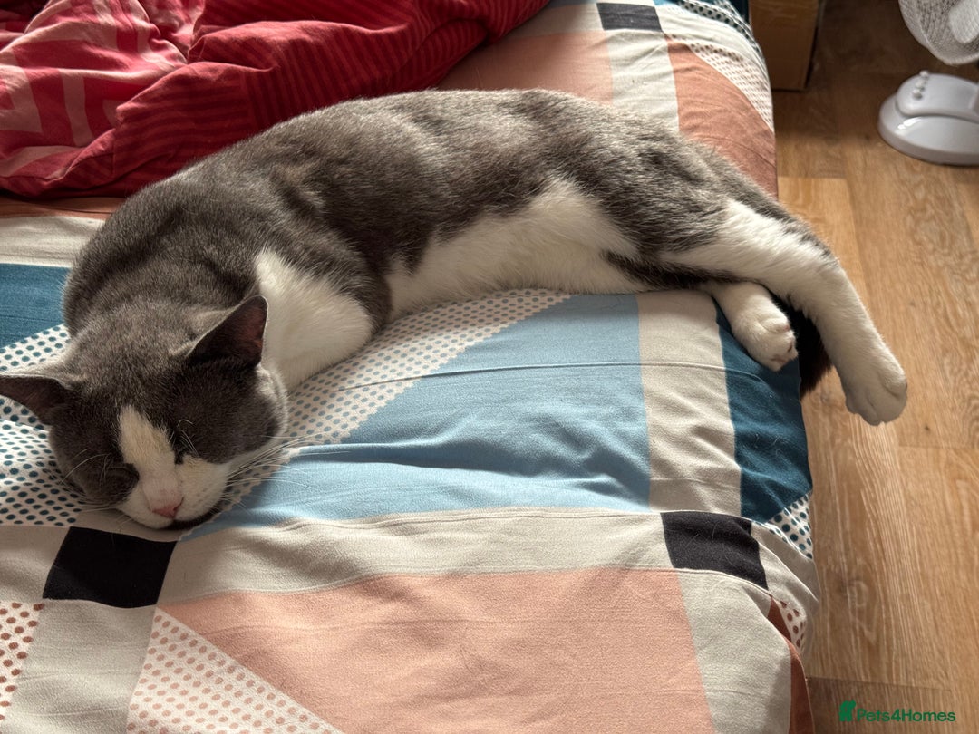 British Shorthair cats for sale: British Short Hair for sale - Image 2