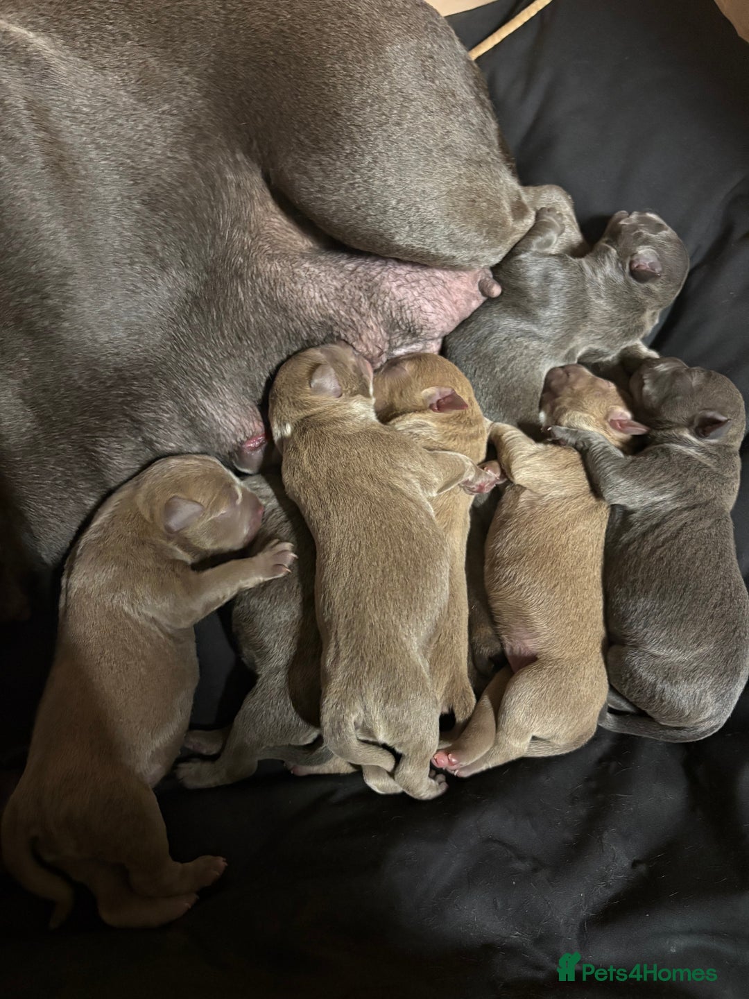 Staffordshire Bull Terrier dogs for sale: 7 gorgeous blue/lilac staffies - Image 3