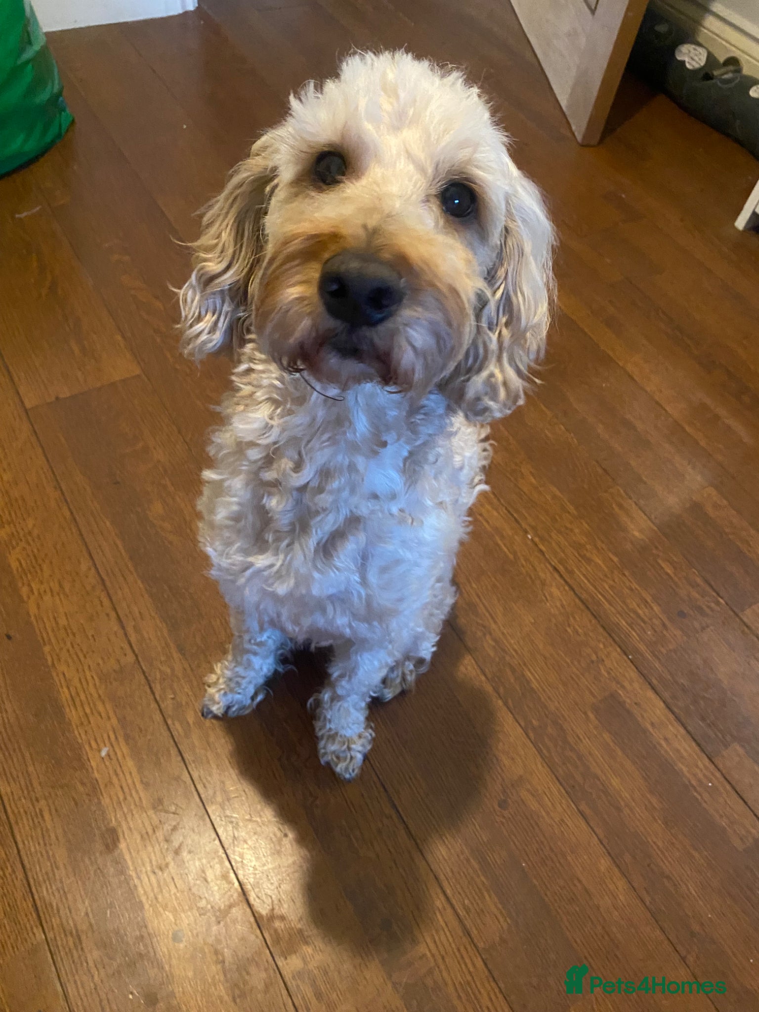 Cockapoo dogs Bentley Age 5  - Advert 1