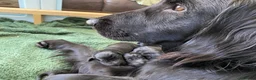 Flat coated Retriever dogs for sale: Beautiful Flat Coated Retriever Puppies in Lairg - Advert 1