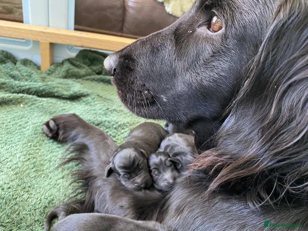 Flat coated Retriever dogs for sale: Beautiful Flat Coated Retriever Puppies in Lairg - Advert 1