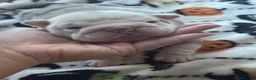 English Bulldog dogs for sale: English bulldog puppies - Advert 11