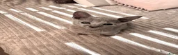 Russian Blue cats for sale: TICA Registered Russian Blue Kittens - Advert 10
