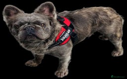 French Bulldog dogs for sale: Frenchie pups KC Registered  - Image 11