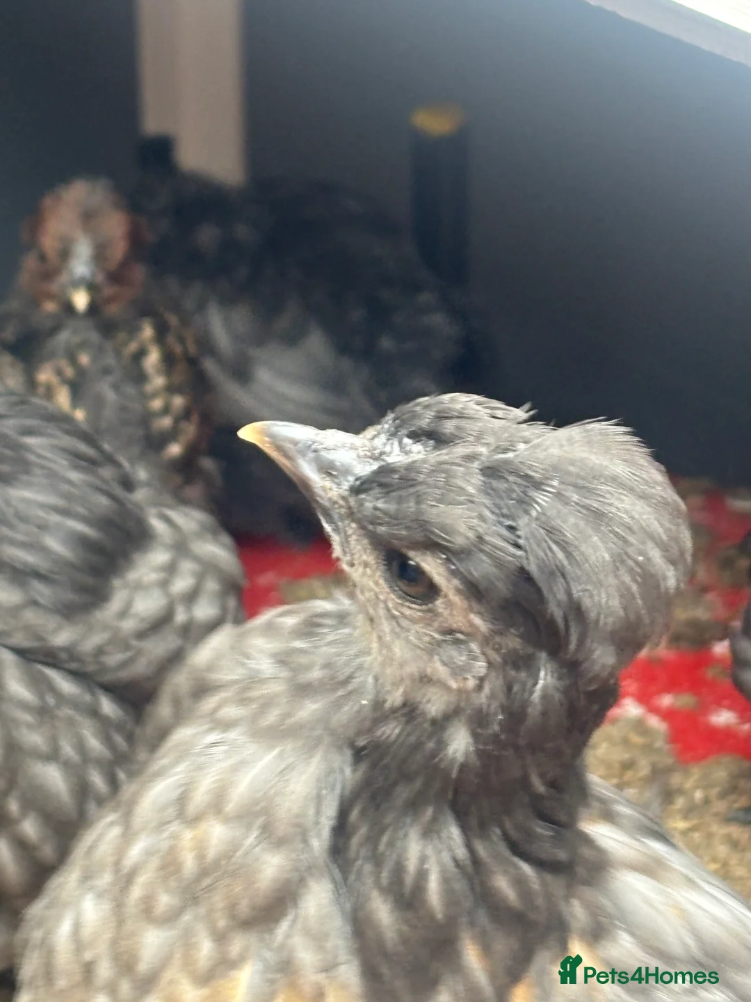 Chickens poultry for sale: 9 Silkie mixed polish chicks grey/black very cute - Advert 7