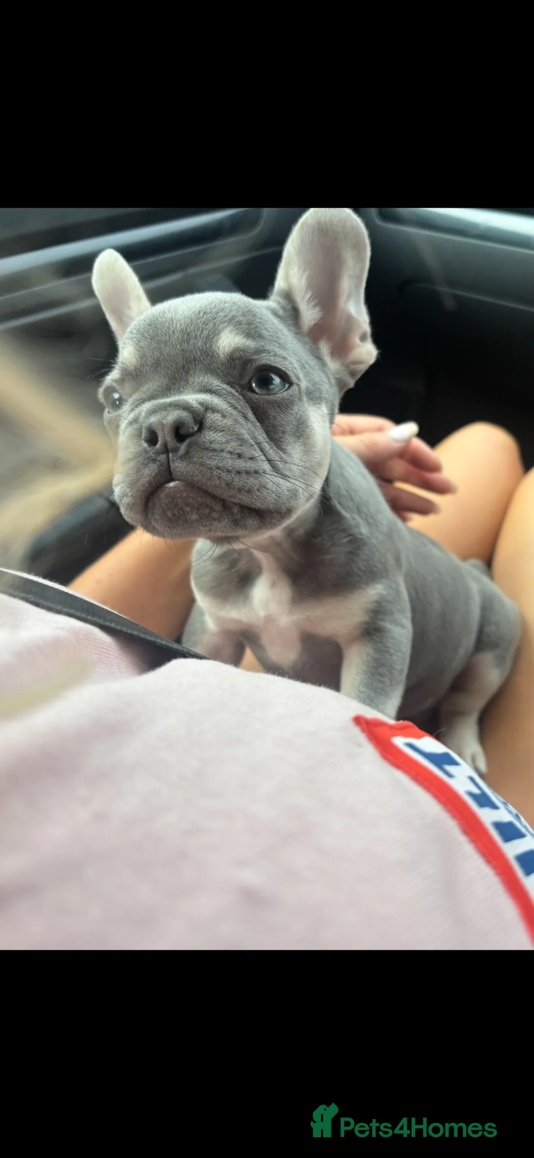 French Bulldog dogs for sale: Frenchie - Advert 1