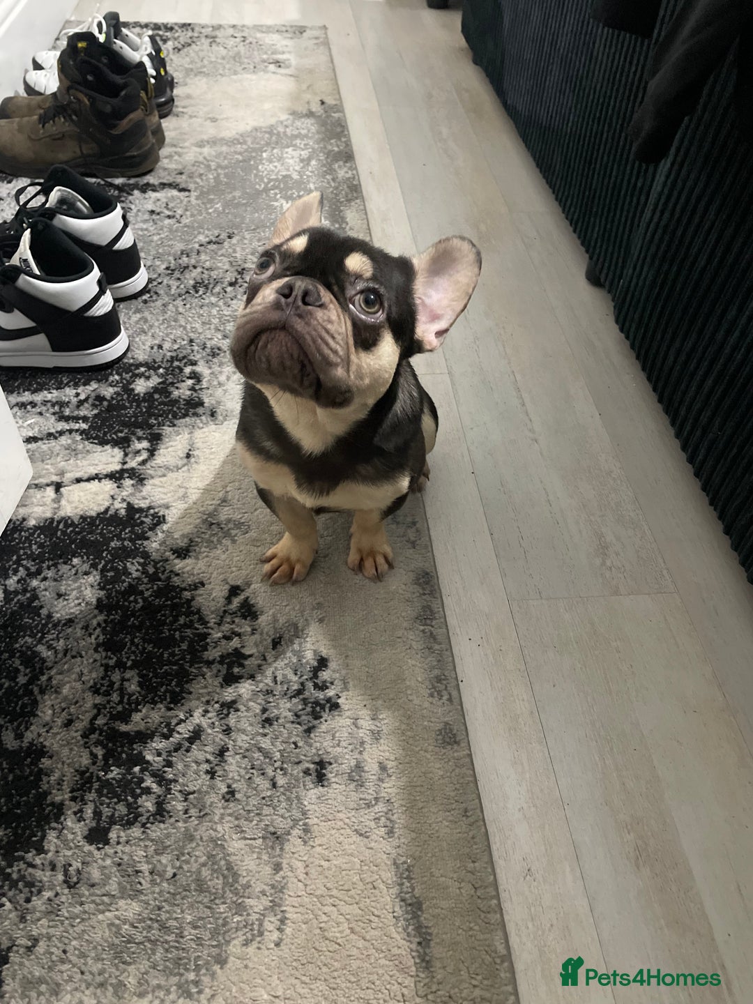 French Bulldog dogs for sale: ‼️💙Blue The Frenchie💙‼️ - Advert 4