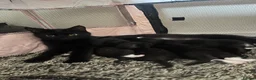 Mixed Breed cats for sale: Black and white male kitten - Advert 4